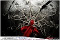 133Kalura_Night_Party_K_LovePhoto_09122011