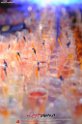 289Lido_Mirablu_Party_LovePhoto21062013