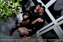 063Luna_Ribelle_LiveMusic_Party_LovePhoto_09112012