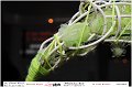 103LovePhoto_La_Luna_Ribelle-14112010-KaraokeNight